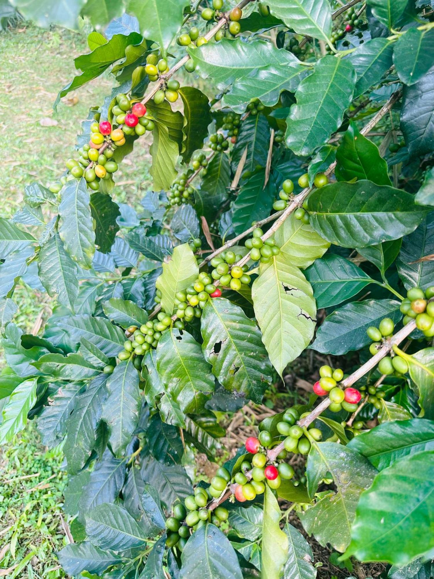 Homeland Forest Villa بوكْرا المظهر الخارجي الصورة