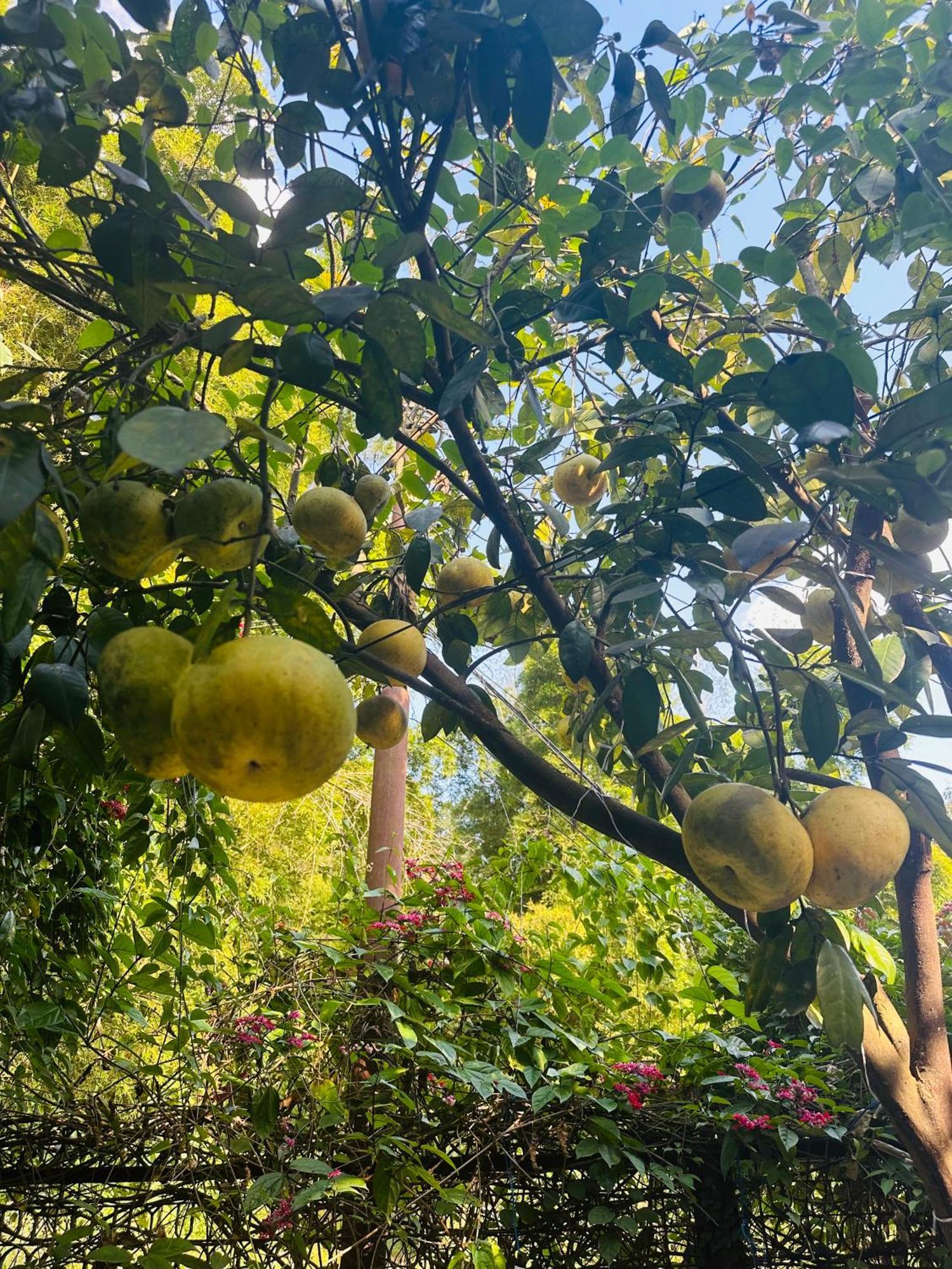 Homeland Forest Villa بوكْرا المظهر الخارجي الصورة