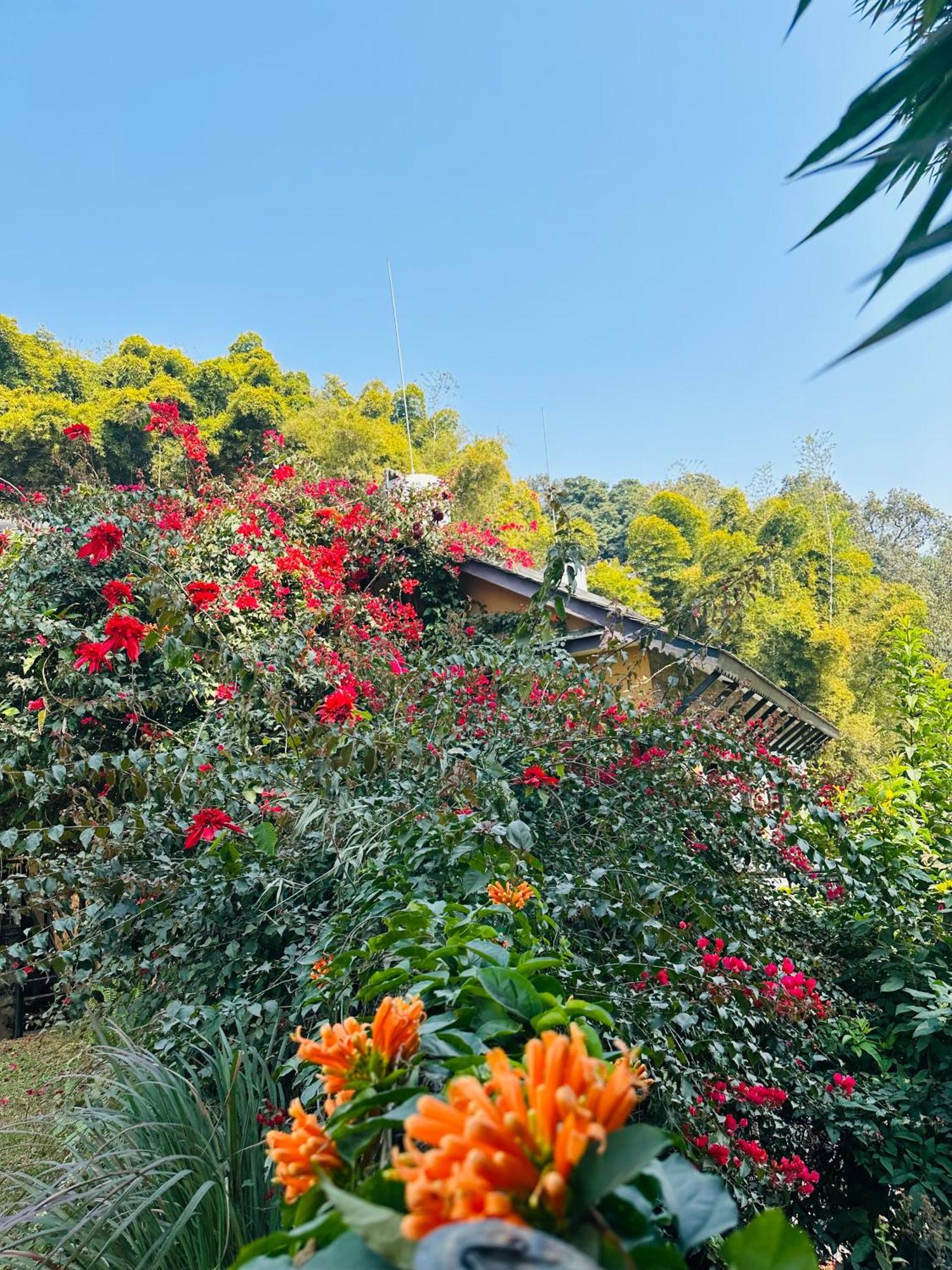 Homeland Forest Villa بوكْرا المظهر الخارجي الصورة