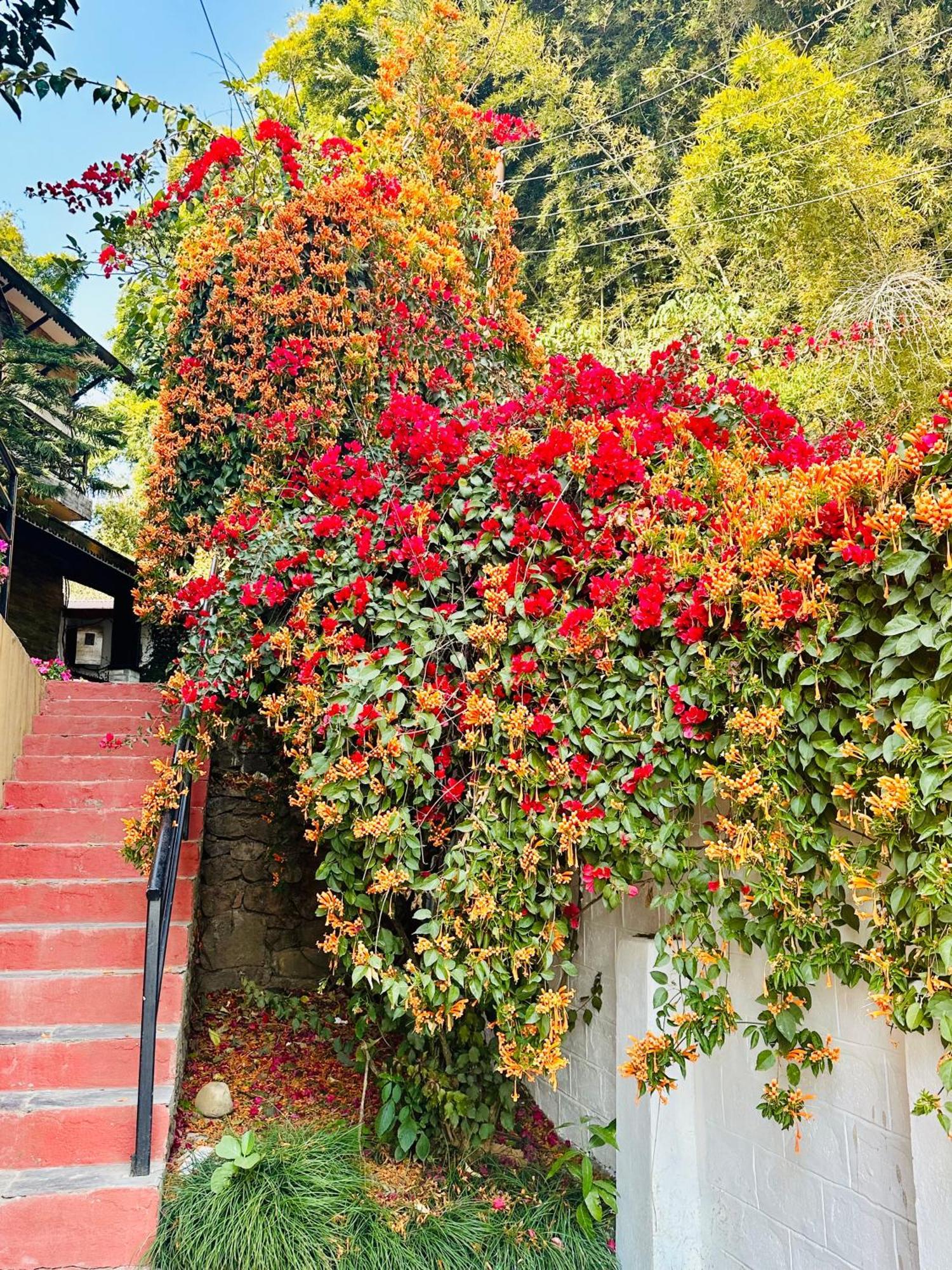 Homeland Forest Villa بوكْرا المظهر الخارجي الصورة