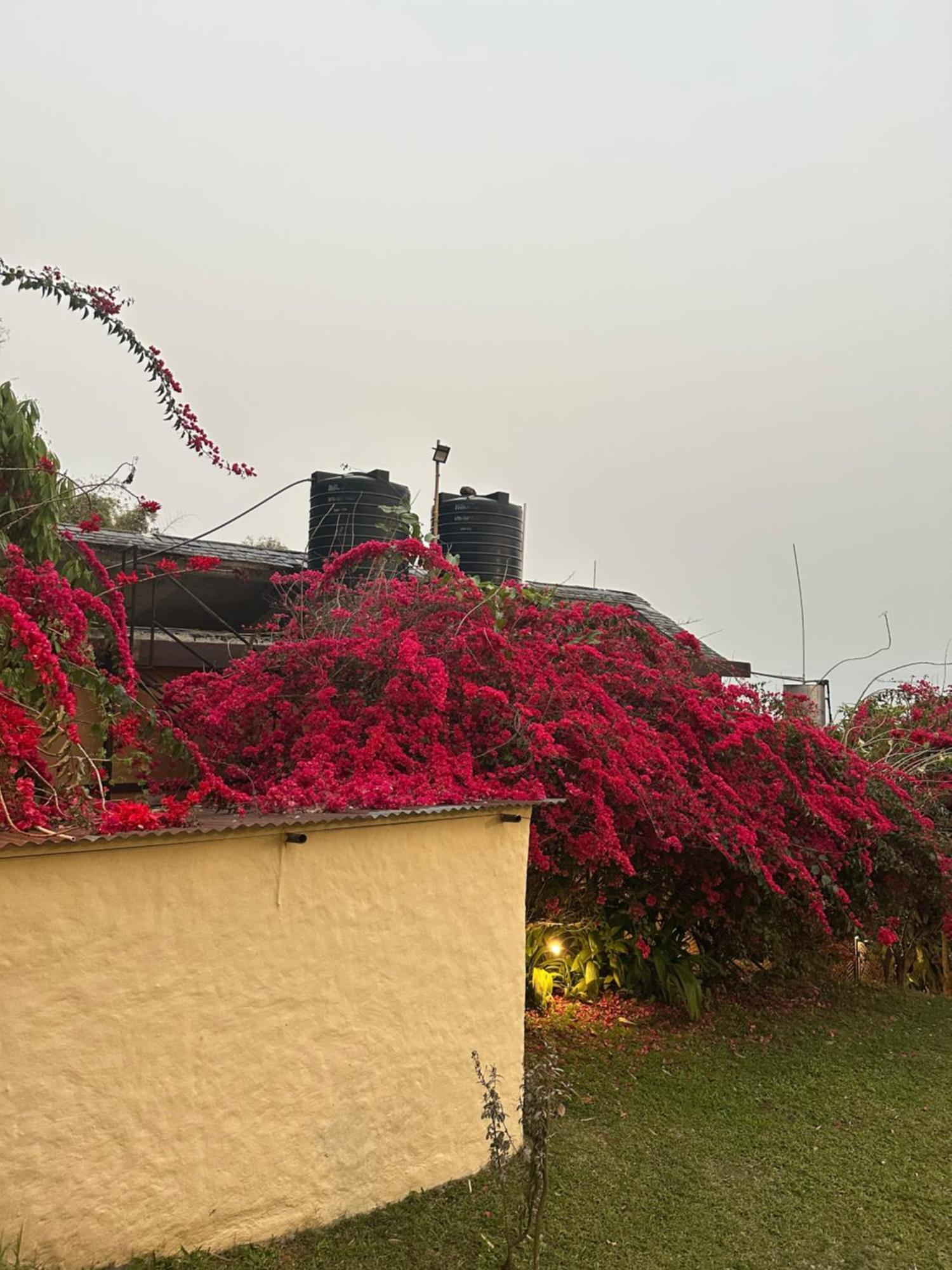 Homeland Forest Villa بوكْرا المظهر الخارجي الصورة
